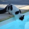 cat hayward salt pool